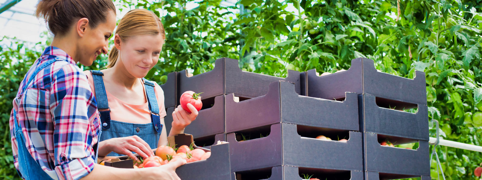 With you from farm to table: South Island Agricultural Field Days
